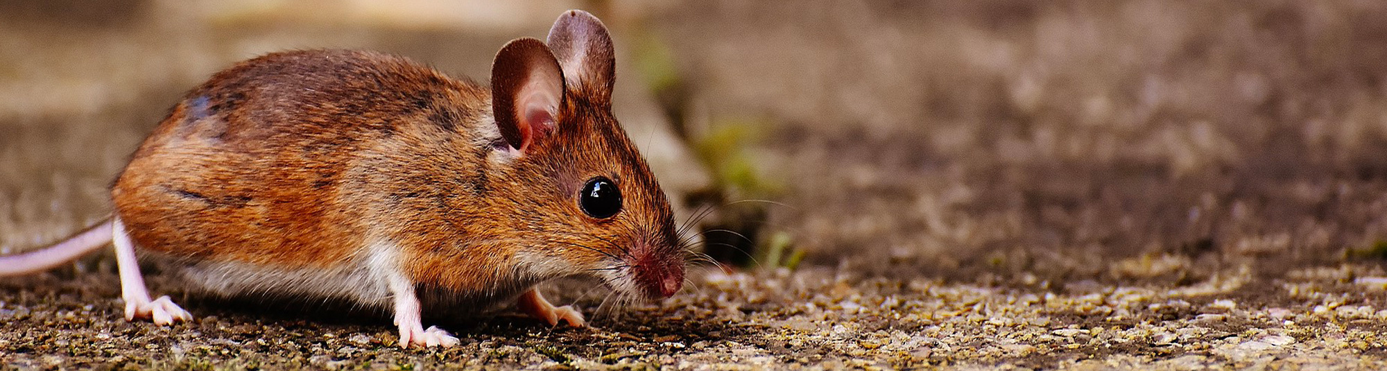 Comment se débarrasser efficacement des souris ?