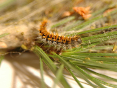 Processionnaire du pin : le fléau des forêts