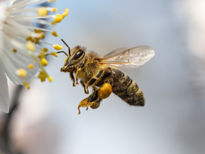 Les abeilles et la lutte contre le Varroa 