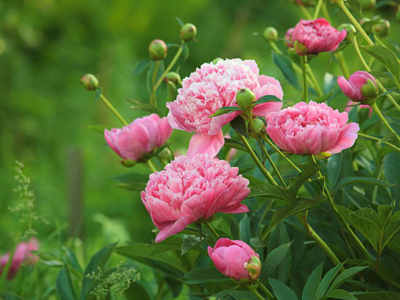 Les pivoines : éclat et élégance au jardin !