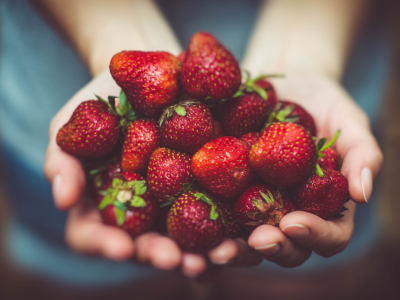 Les fraises : planter, protéger, récolter et déguster ! 
